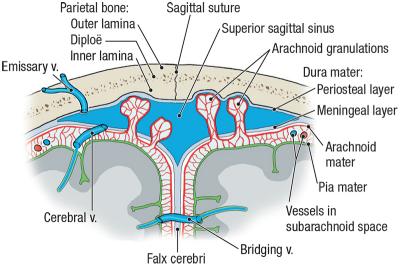 thumbs/Superior Sagittal Sinus and Meninges.jpeg.jpg